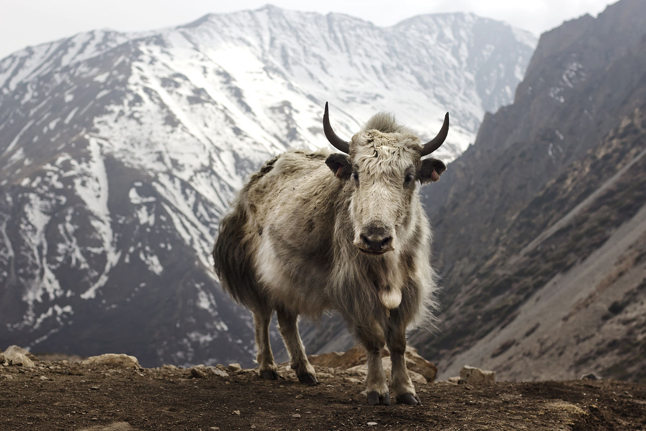 1280px-Bos_grunniens_at_Letdar_on_Annapurna_Circuit.jpg