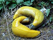 220px-Two_Banana_Slugs.jpg