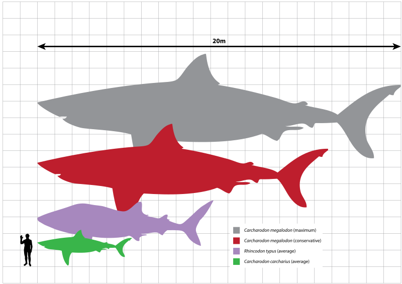 800px-Megalodon_scale.svg.png