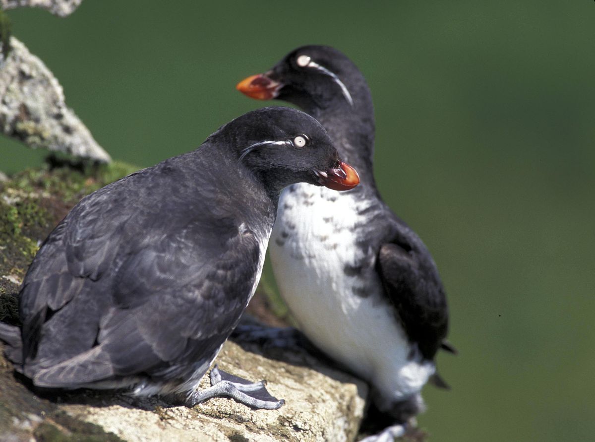 1200px-Parakeetauklets2.jpg