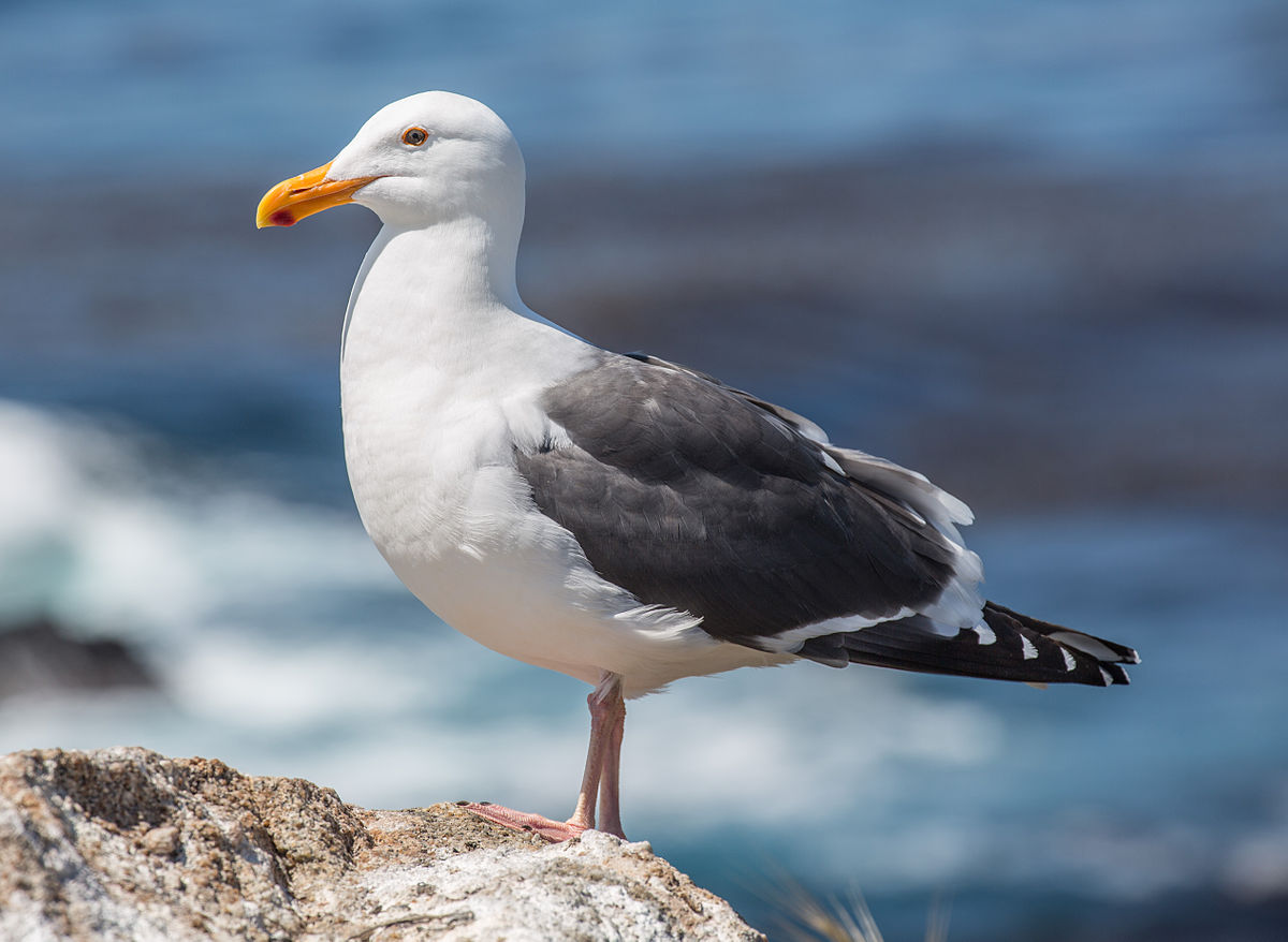 1200px-Larus_occidentalis_%28Western_Gull%29%2C_Point_Lobos%2C_CA%2C_US_-_May_2013.jpg
