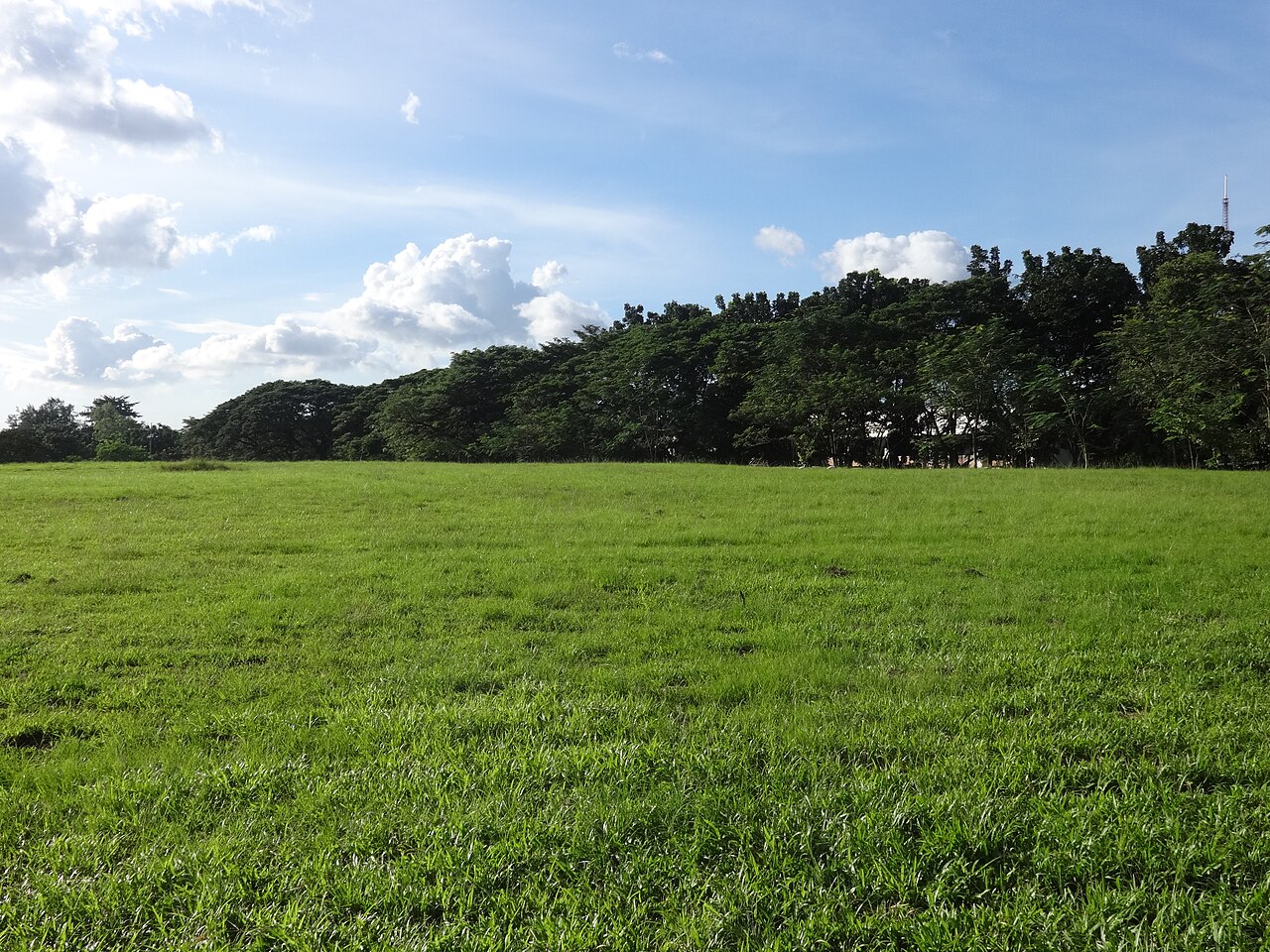 File:UP Diliman - open field (Quezon City)(2017-11-21).jpg - Wikimedia  Commons File:UP Diliman - open field (Quezon City)(2017-11-21).jpg - Wikimedia  Commons