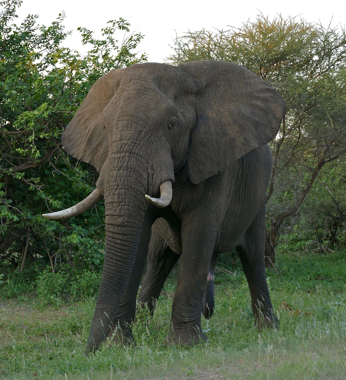 1200px-African_Elephant_%28Loxodonta_africana%29_male_%2817289351322%29.jpg