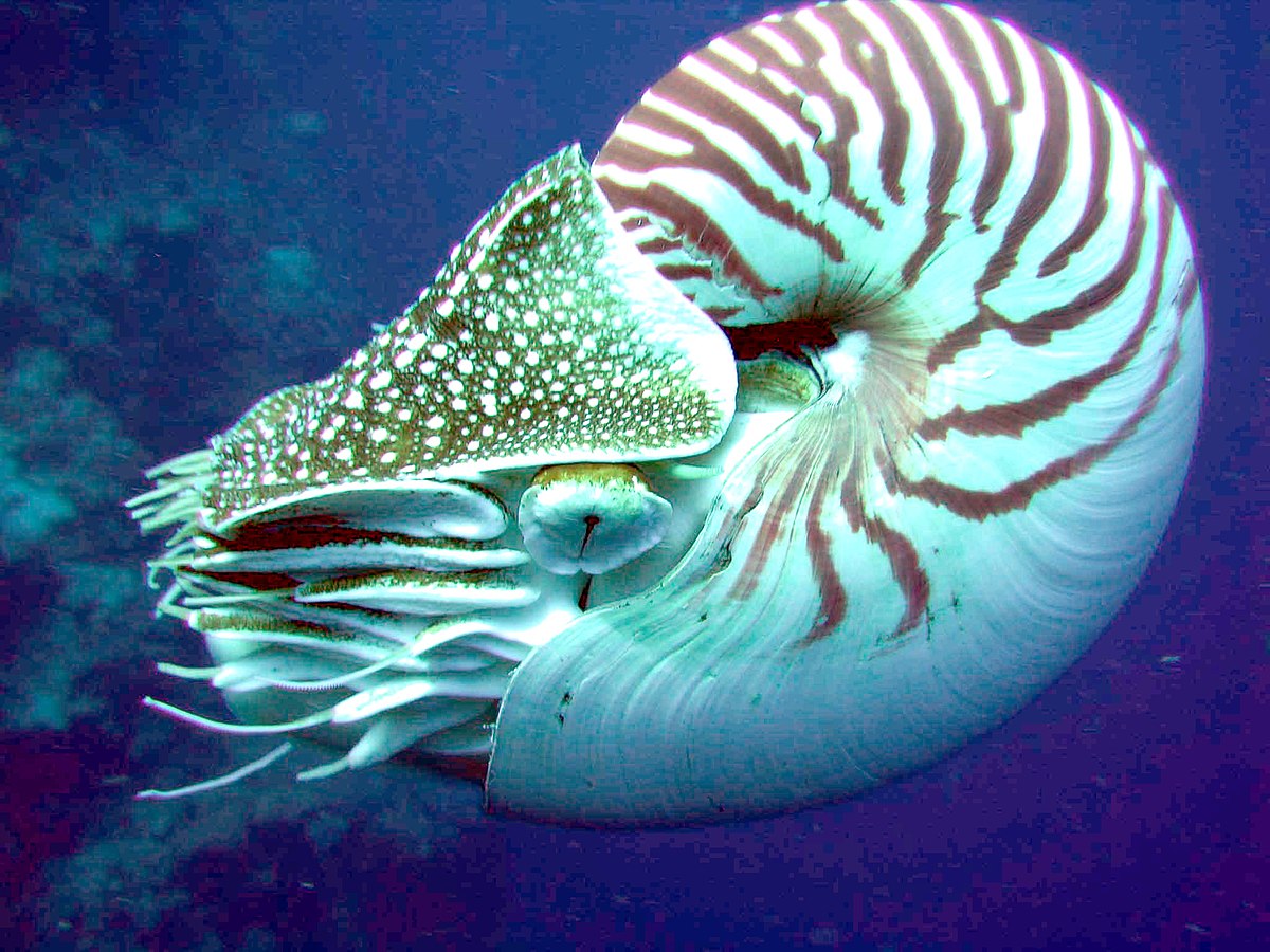 Chambered nautilus - Wikipedia
