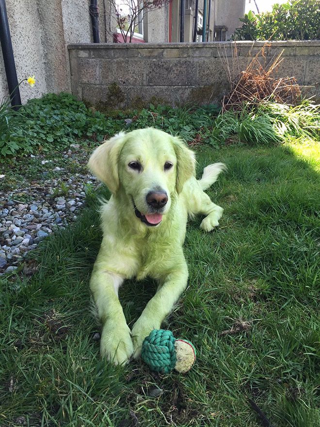 Dogs-Turn-Green-Because-of-Grass_0-x.jpg