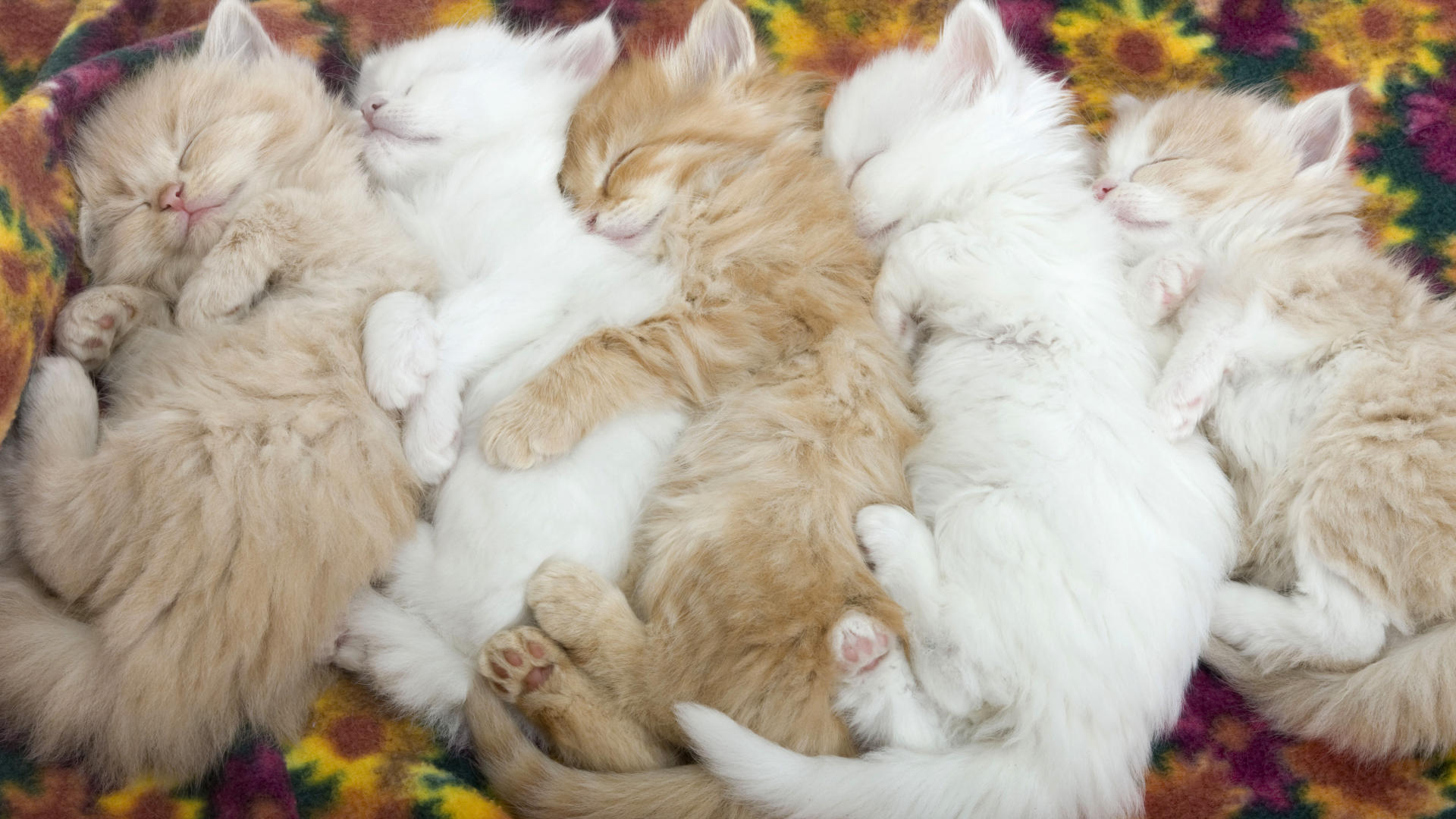 568140-cat-sleeping-animals.jpg