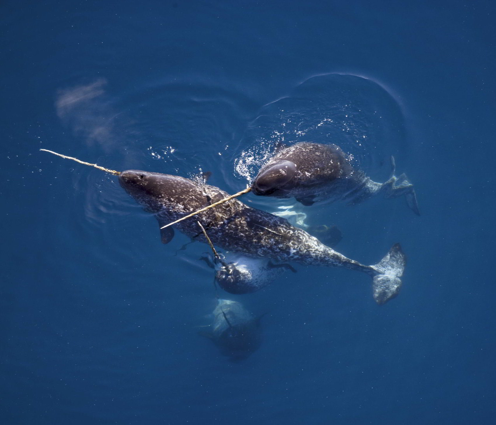 Narwhal-Male-narwhals-caress-one-another-with-their-tusks-in-Nunavut-Canada.-%C2%A9-Paul-Nicklen-_-National-Geographic-Creative-_-WWF-Canada-scaled-e1590683523336.jpg