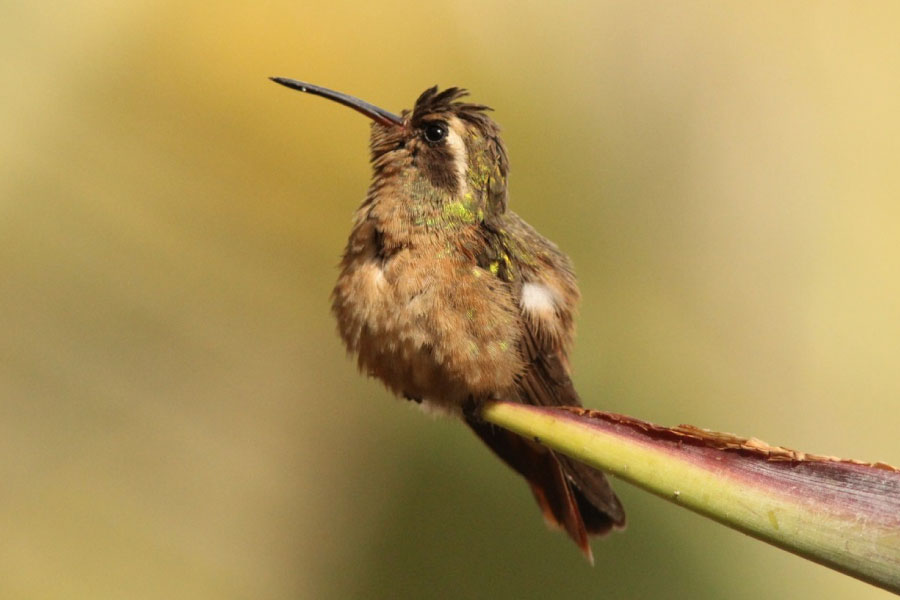 Xantuss-Hummingbird-Close-Up.jpg