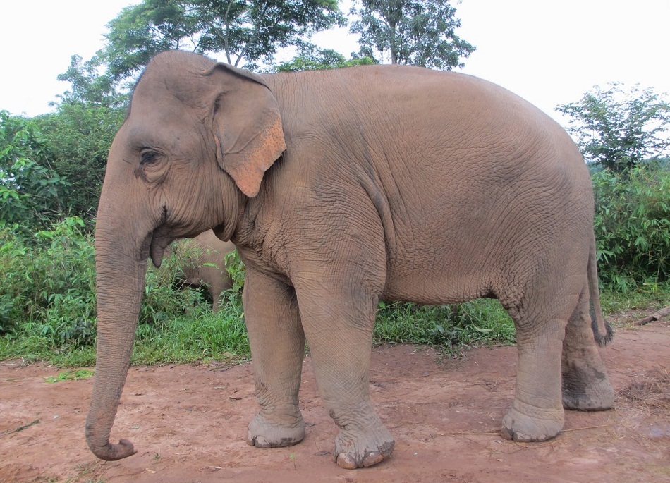 Picture-of-a-Asian-Elephant.jpg