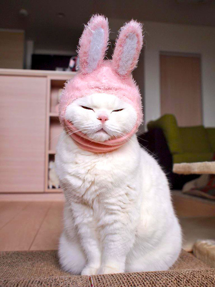 cute-japanese-cat-scottish-fold-17-year-old-ura-1.jpg