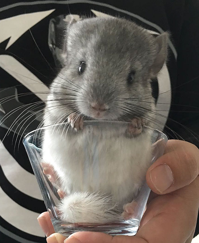 cute-baby-chinchillas-124-586d044d01c16__700.jpg