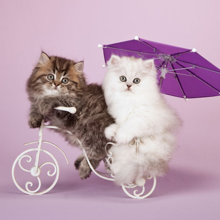 persian-kittens-image1.jpg