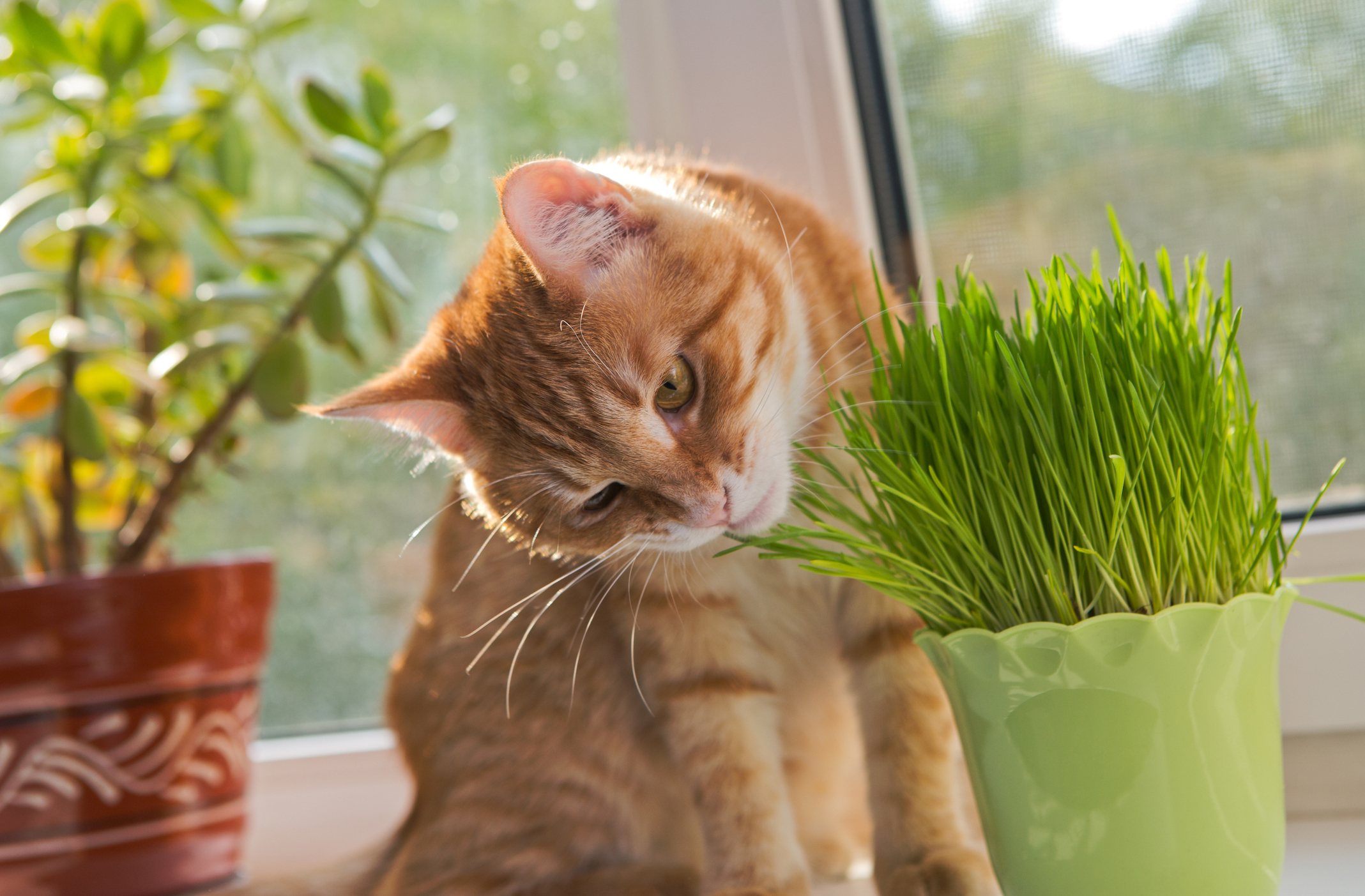 Cat-chewing-on-catnip.jpg