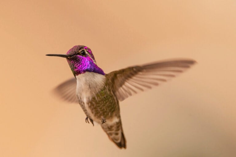 Costas-Hummingbird-768x512.jpeg