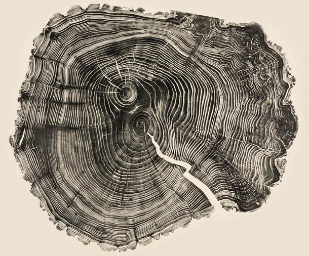 Woodcut Prints Showcase the Beauty of Tree Rings | DeepRoot Blog