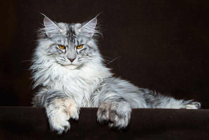 biggest-maine-coon-cat-photography-robert-sijka-1.jpg