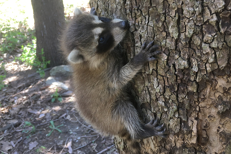 Willowbrook Wildlife Center Baby Raccoons