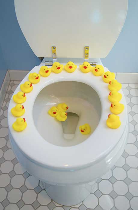 Ducks-in-toilet.jpg