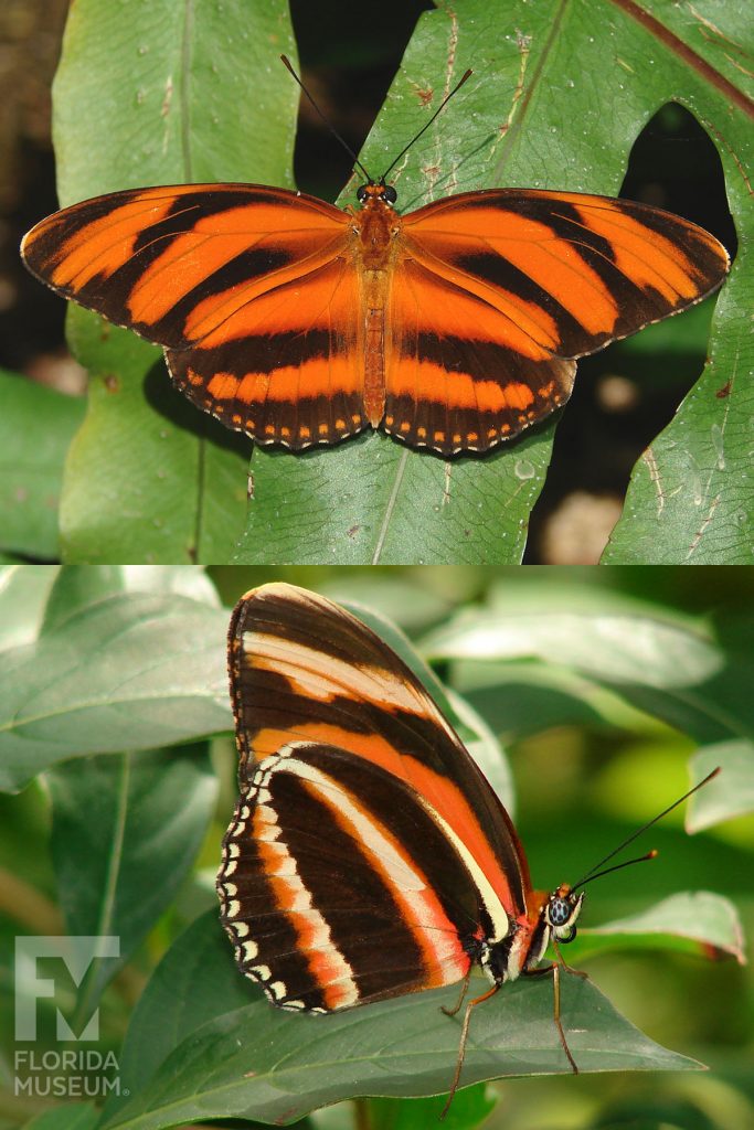 Banded-Orange-Butterfly-1x2-1-683x1024.jpg