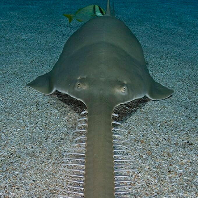 longcomb-sawfish-3.jpg