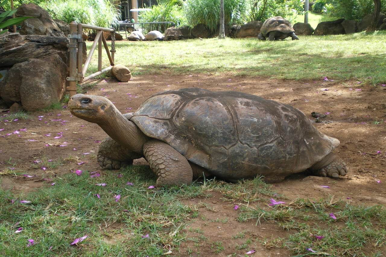 Galapagos-tortoise-7.jpg
