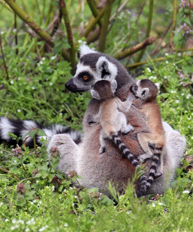 Lemur-Crop.jpg