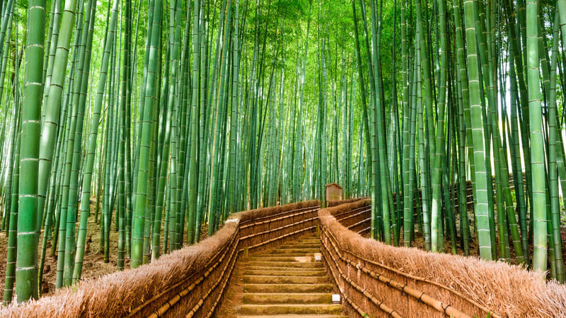 japan_kyoto_bamboo-forest.jpg