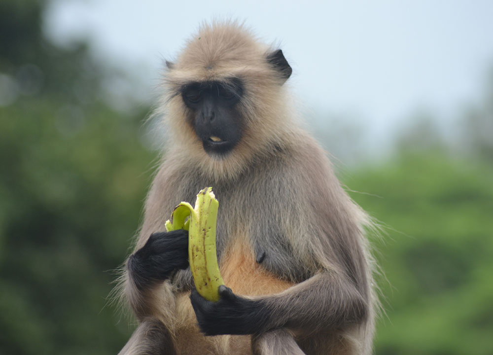 monkeys-in-southeast-asia-cute-gray-langur.jpg