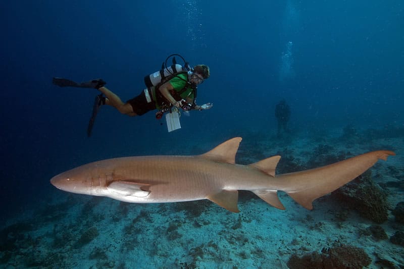large-pregnant-female-tawny-nurse-shark-comes-over-to-inspect-us.jpg