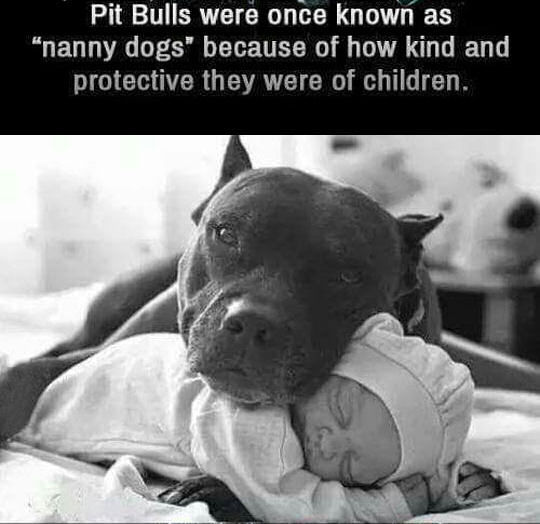 181115-Pit-Bulls-Were-Once-Knows-As-Nanny-Dogs.jpg