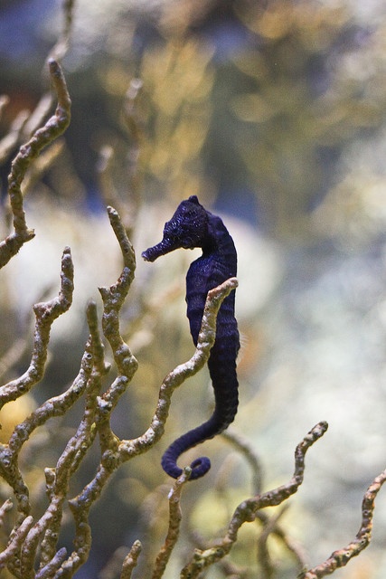 black-seahorse.jpg