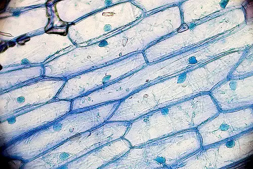 Onion Cells Under a Microscope - Requirements/Preparation/Observation