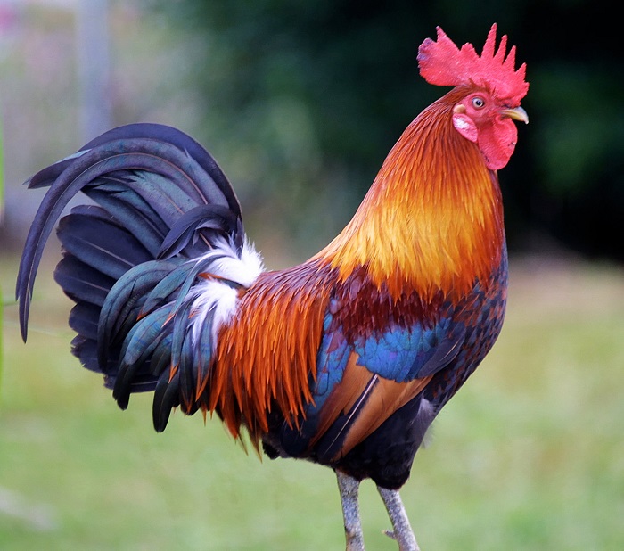 rooster-fameimagesDOTcom.jpg