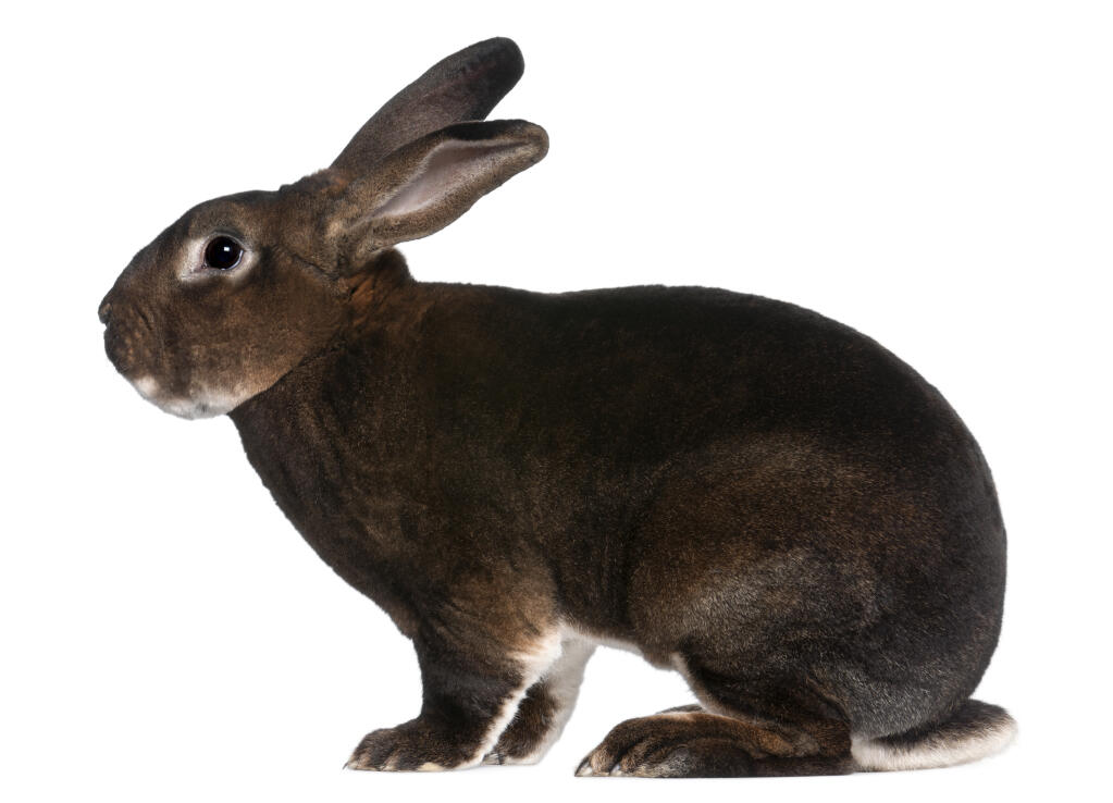 Rabbit-Castor_Rex-A_Castor_Rex_rabbit%27s_wonderful_dark_fur.jpg
