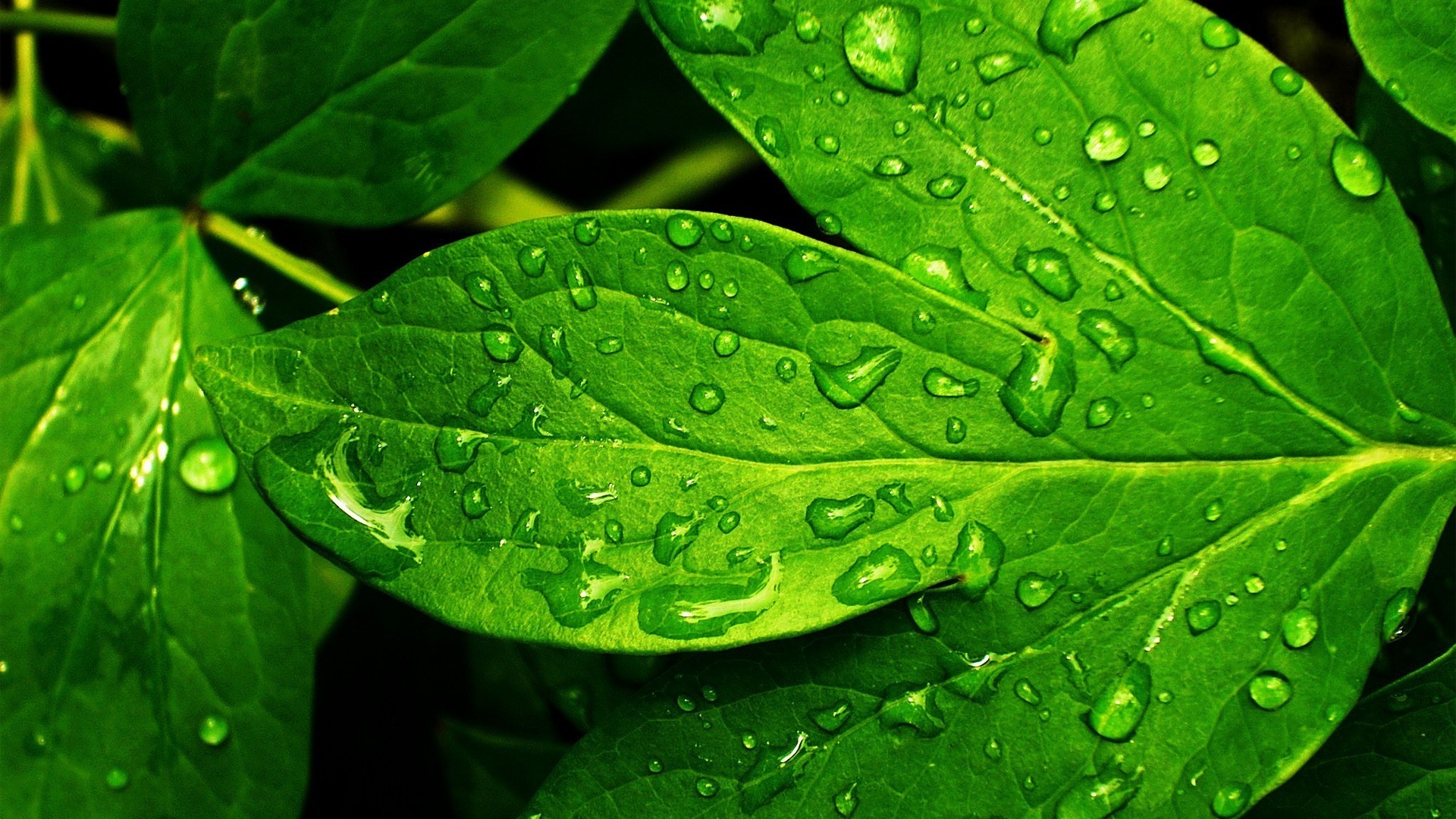 Green-Leaves-Hd-Wallpaper-free.jpg