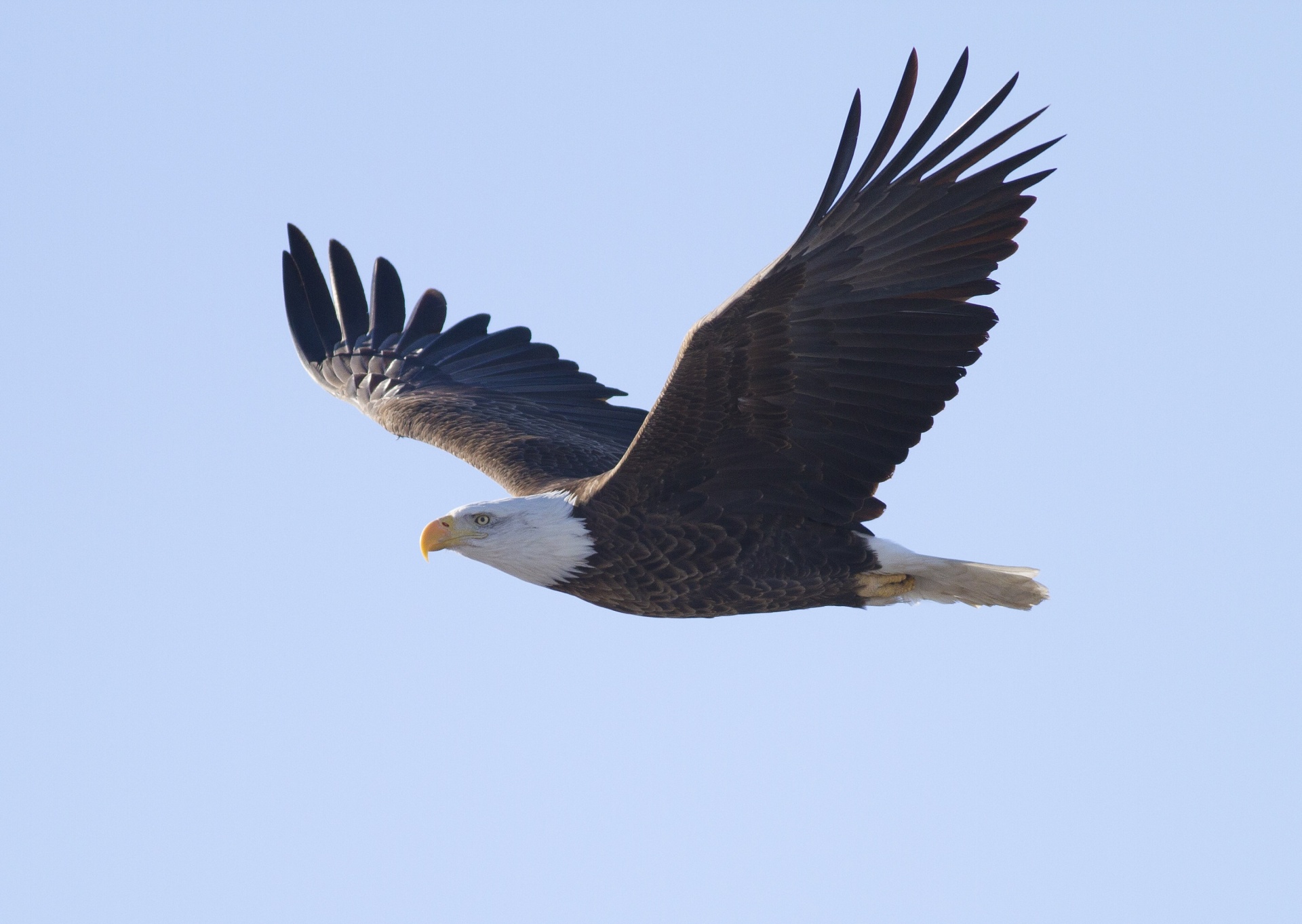 flying-eagle-1550540558jEi.jpg