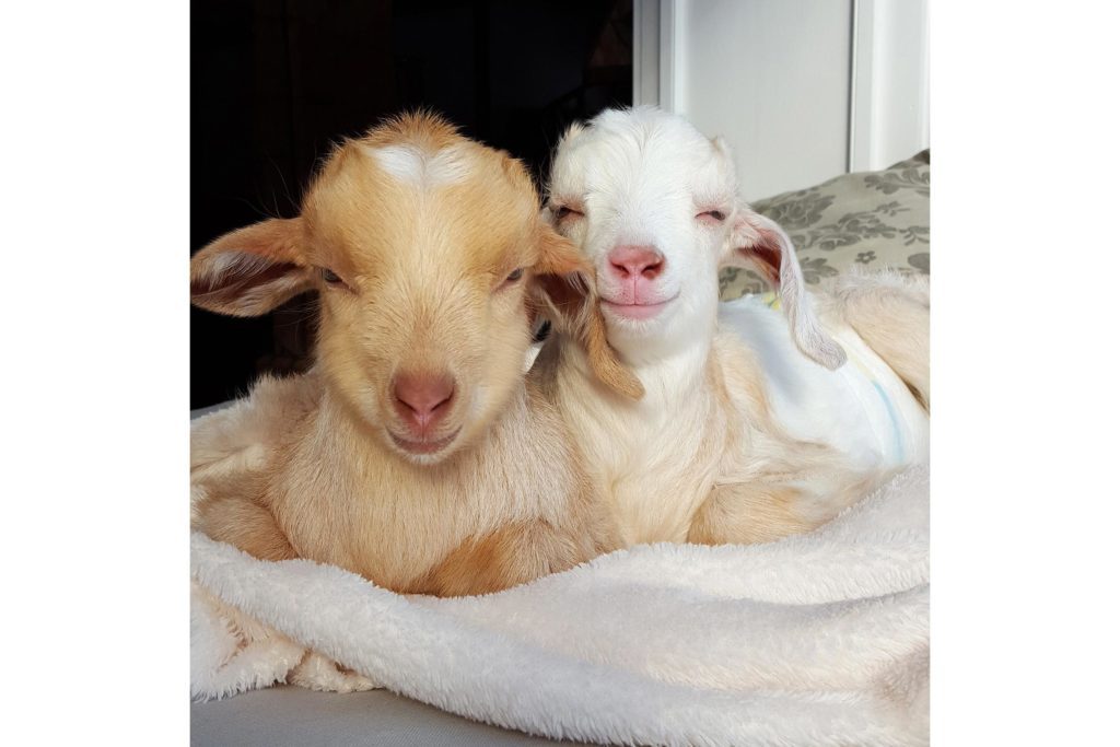 01_Chibs-Lyla_These-Precious-Baby-Goats-Will-Make-Your-Day-SO-Much-Better_LeanneLauricella-1024x683.jpg