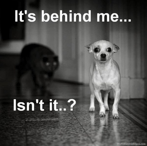 cat-meme-scary-black-cat-dog-meme-funny-animals-funny-pictures.jpg