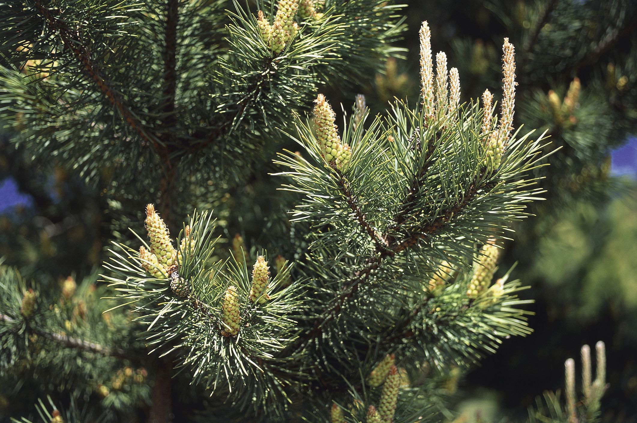 Scotch-Pine-GettyImages-74101246-5980c6a9685fbe00117d5092.jpg