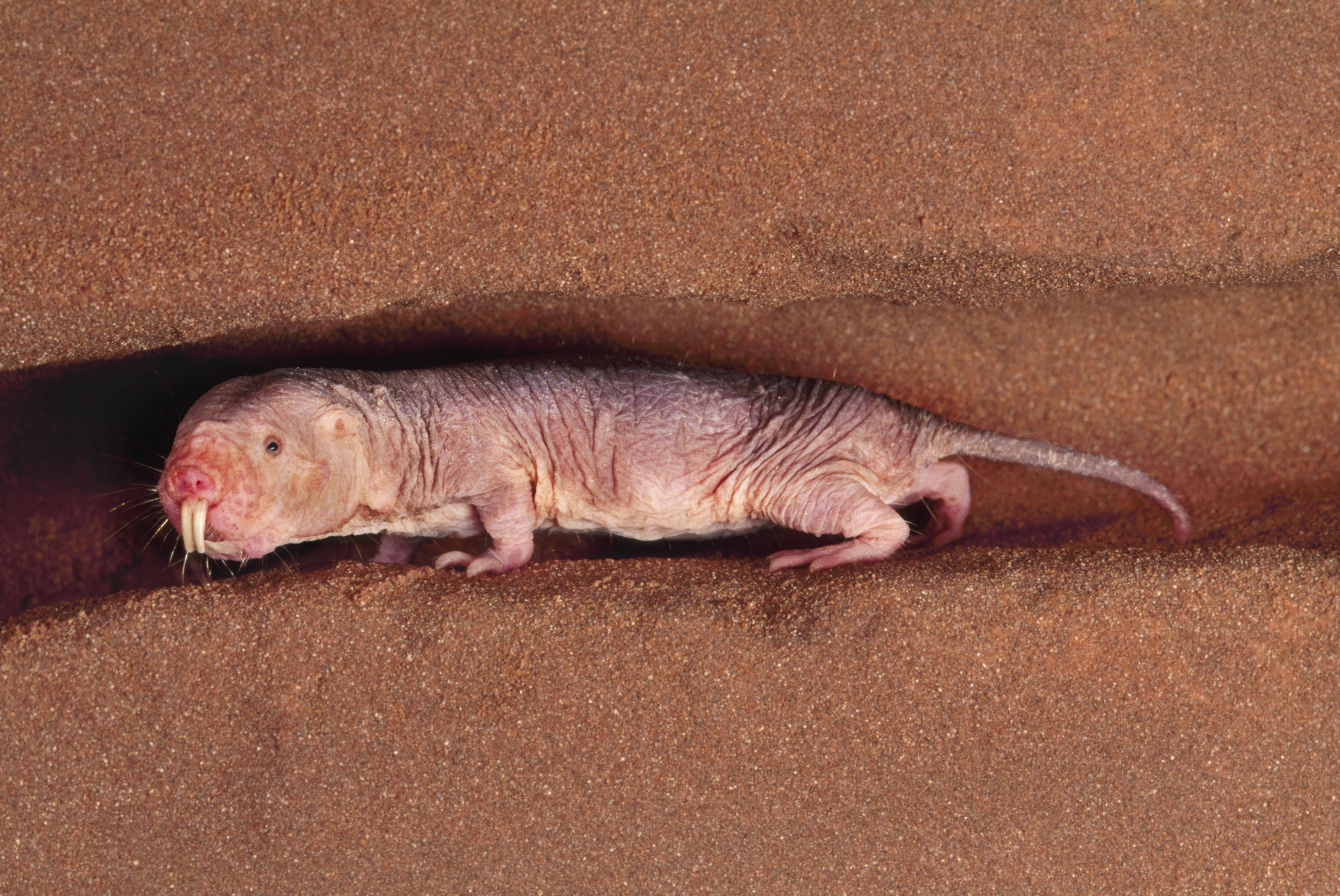 naked-mole-rat--heterocephalus-glaber--south-africa-148309467-5a9c2cd618ba0100379202c7.jpg