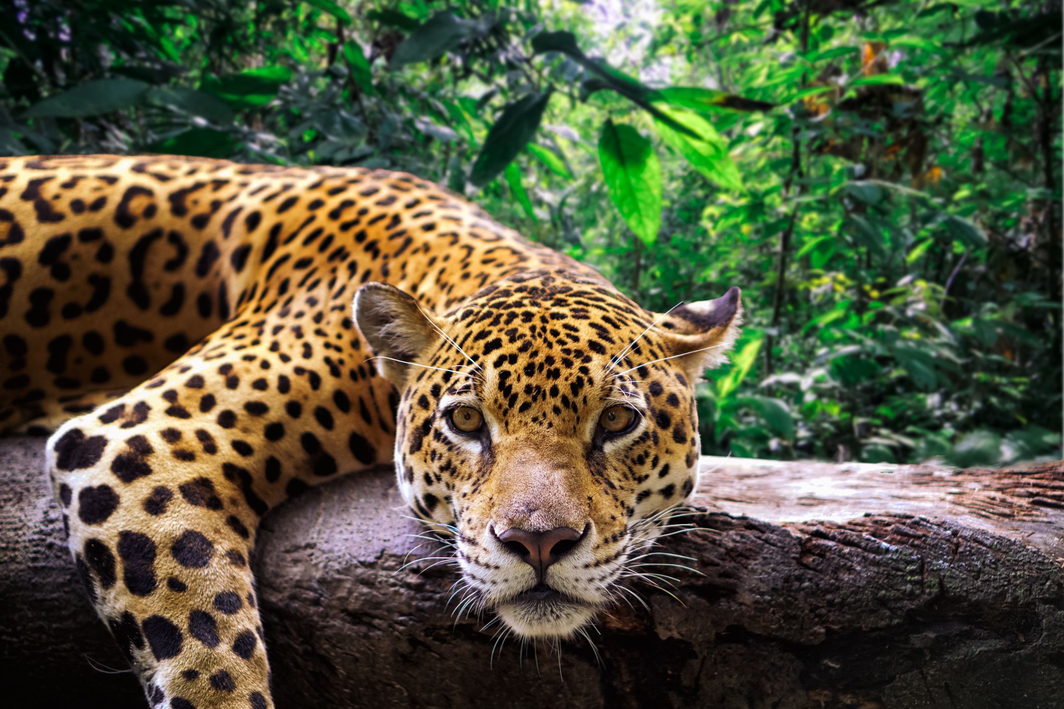 jaguar-jungle-3570ce2d059041e184e566c1bd333d4f.jpg
