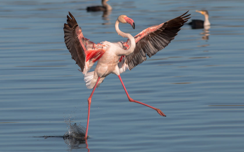 Flamingo-The-wingspan-greater-flamingo-range-from-95-to-100-cm-For-lesser-flamingo-140-to-165-cm-840x525.jpg