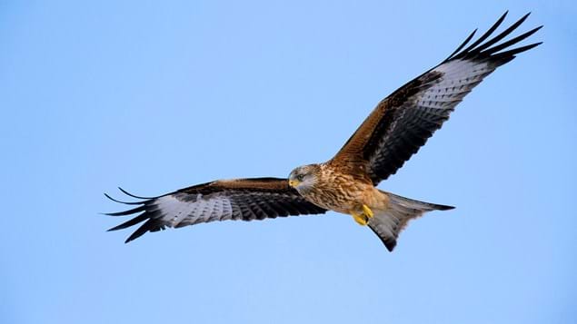 red-kite-in-flight-alamy-b897a3-our-wild-life-photography.jpg