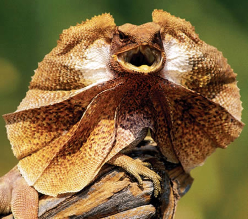 frilled-leaf-tailed-gecko-hd-other-lizards-page-3-4-picture.jpg